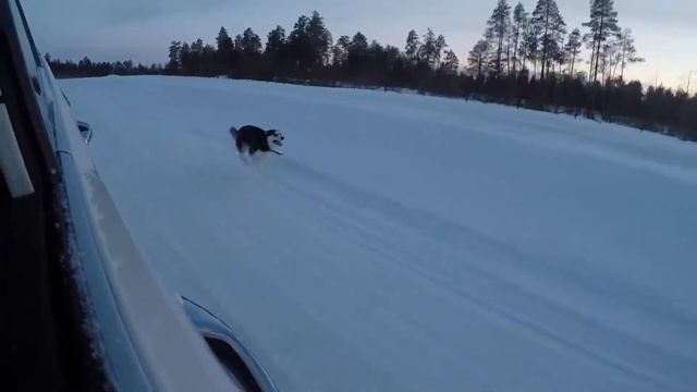 Хаски 45 км/час смотреть онлайн