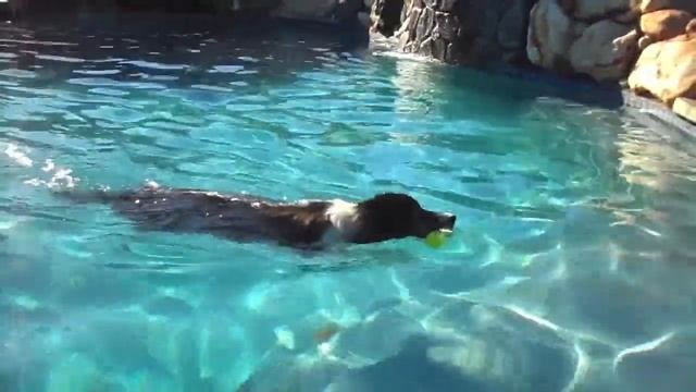 Pool fun with Java and Tessa смотреть онлайн