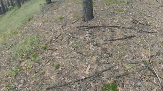 Грибы в начале августа в Бабках в Воронежской области . Море грибов Маслят, Рыжиков, Белых грибов! смотреть онлайн