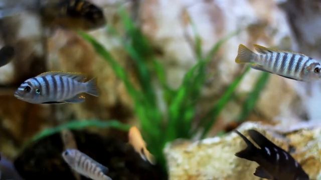 ?Успокаивающая музыка, звук плавающих рыбок, музыка для души смотреть онлайн