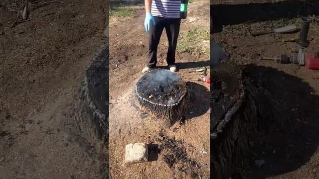 Пень уничтожен за 7 дней смотреть онлайн