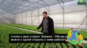 Выращивание салата в теплице, правильный подход