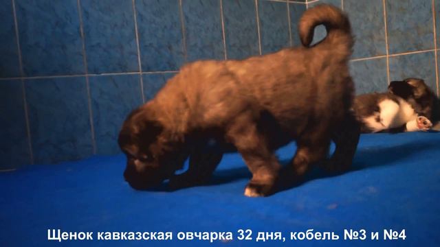 Питомник Кавказских овчарок. Щенки кавказской овчарки. www.r-risk.ru +7 9262205603 Татьяна Ягодкина смотреть онлайн