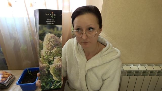 Домашнее видео. Пикировала кобею. Приобрели гортензию Лайм Лайт и желтую малину Золотая осень... смотреть онлайн