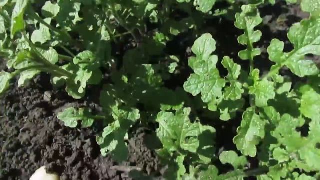 Крестоцветная блошка. Ч.1 Как с ней бороться?