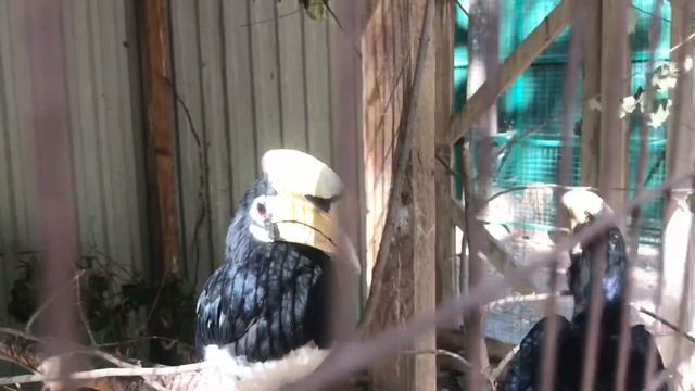 104 Прогулка выходного дня 🚙 ЭКО Парк🌿☘️👀🌷🦅🦆🐒🐺🐗 смотреть онлайн