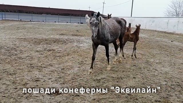 Мамина гордость ? прогулка февраль 2021г. смотреть онлайн