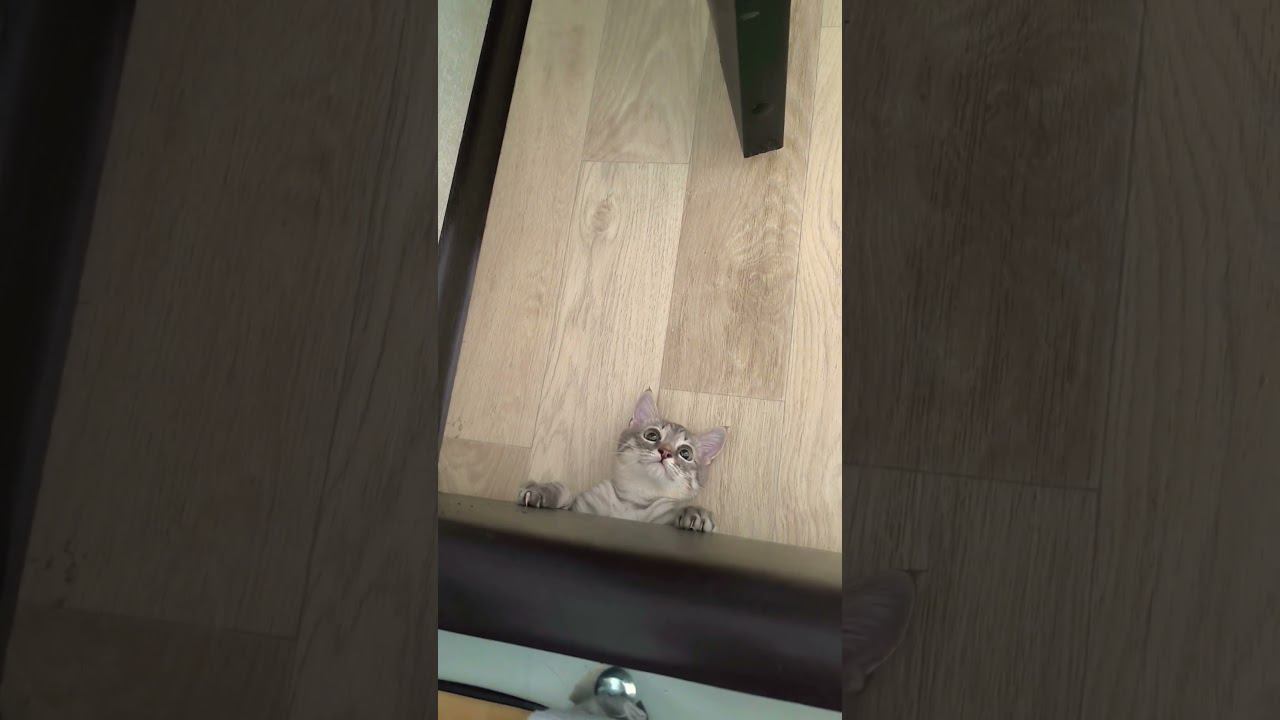 он меня явно троллит #shorts смотреть онлайн