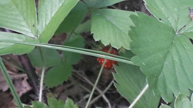 Река.Грибы.Цветы... смотреть онлайн