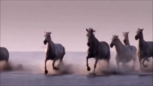 Sting and Cheb Mami - Desert Rose смотреть онлайн
