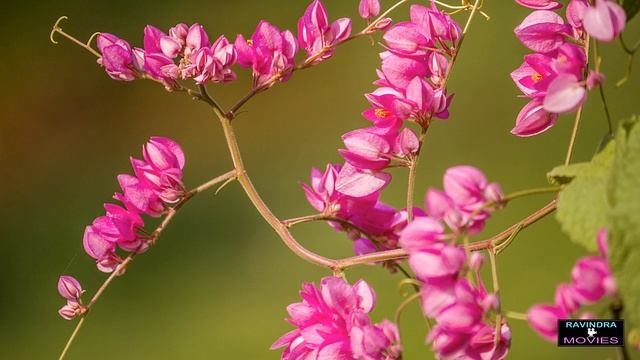 Amazing Macro With Canon -S 55-250 mm IS Lens смотреть онлайн