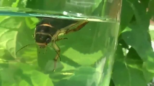 Жук - плавунец _ Школьное лесничество _ Юный лесник _Толкунов Артём смотреть онлайн