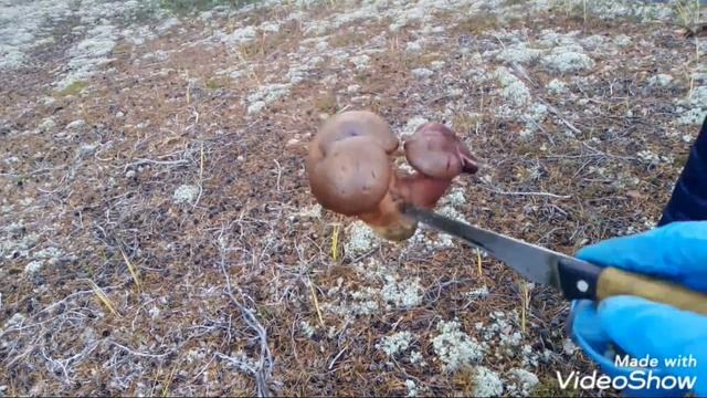 На север за БЕЛЫМИ / Красновишерск / 26 сентября смотреть онлайн