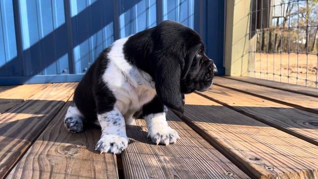 Rare black and white basset hound puppy смотреть онлайн