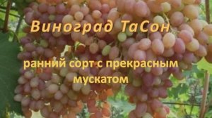 Виноград Тасон