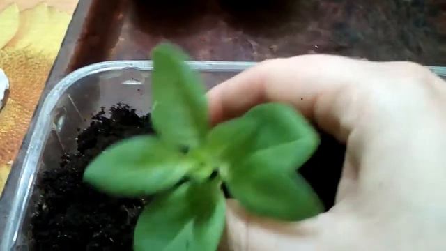 Укоренение черенков ампельной петунии в субстрате Домофлор. Формирую черенок при пересадке. смотреть онлайн