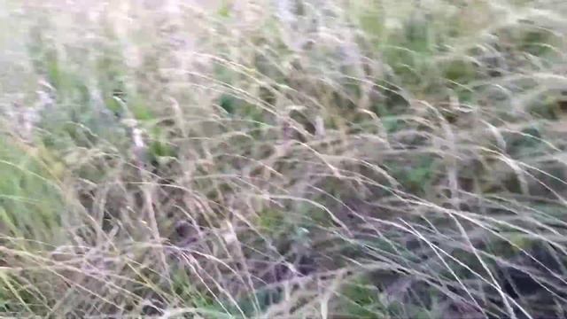Удачный коп мд 40 30 железяки смотреть онлайн