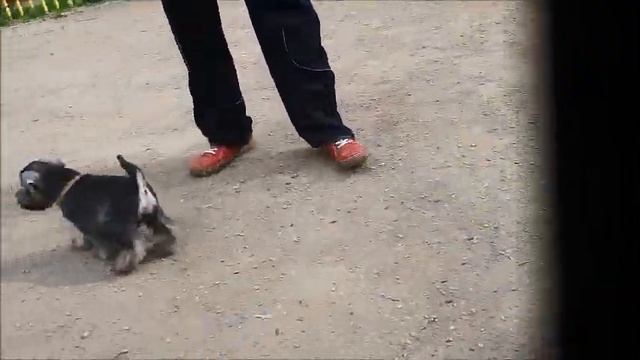 puppiesSlitter2017 смотреть онлайн