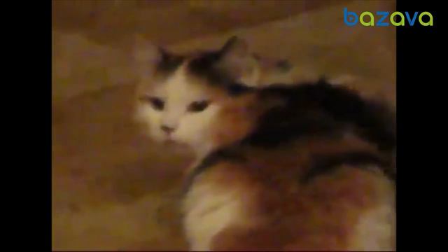Кот заигрывает с хозяйкой смотреть онлайн