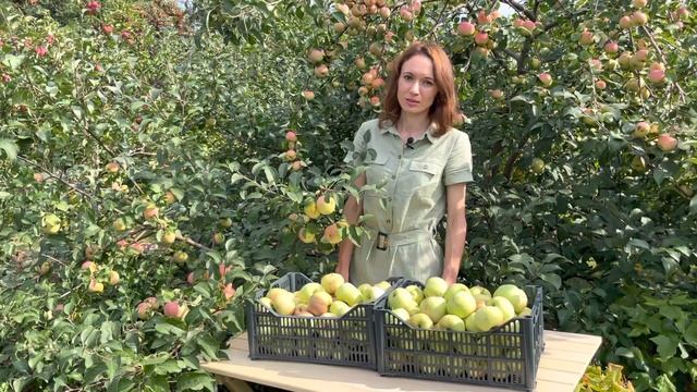 Сорт яблони Сладкая нега смотреть онлайн