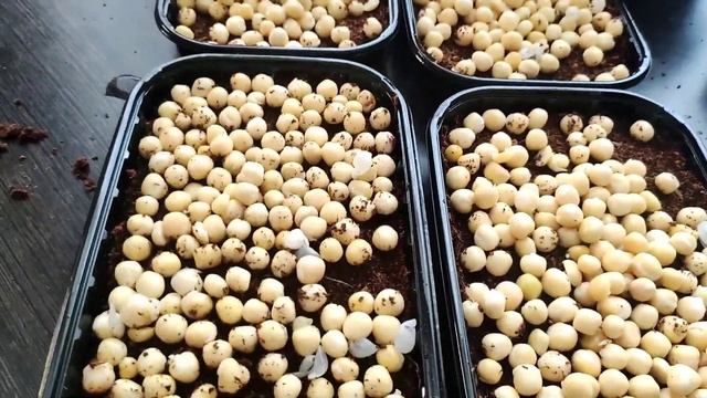 Микрозелень ГОРОШКА за минуту / Бизнес на МИКРОЗЕЛЕНИ смотреть онлайн