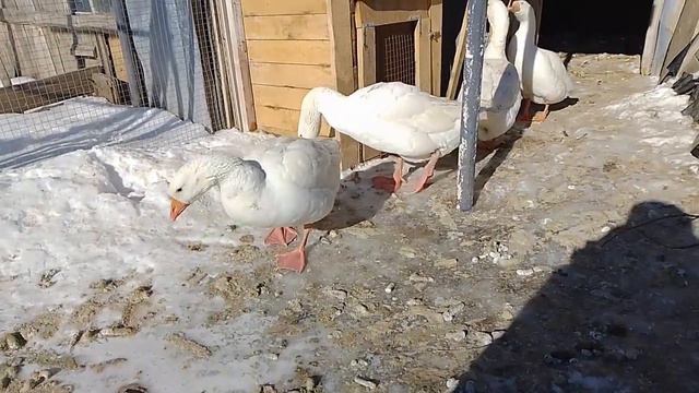 22 февраля. Гуси. смотреть онлайн