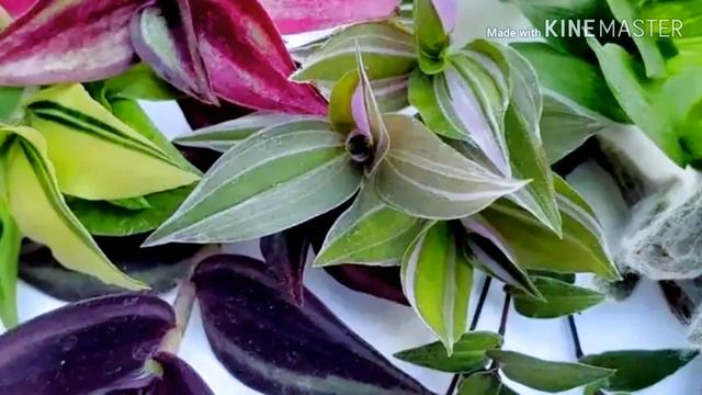 Традесканция.Сорт.Вид.Фото.Видео.