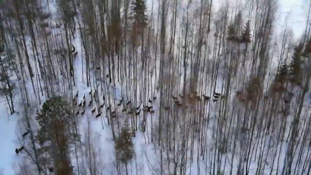 Учеты животных с вертолета. Counting animals from a helicopter. смотреть онлайн