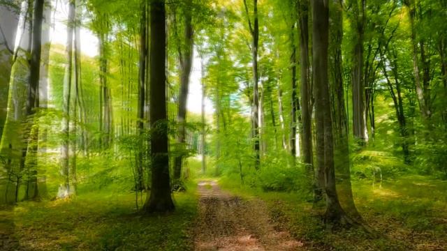 Nature Sounds: A Walk In The Summer Forest / Звуки природы: прогулка по летнему лесу