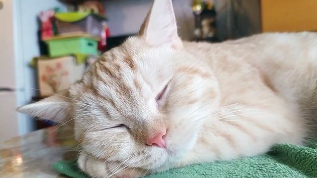 Дневной сладкий сон. смотреть онлайн