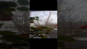 НА ПОДОКОННИКЕ ВЕСНА???