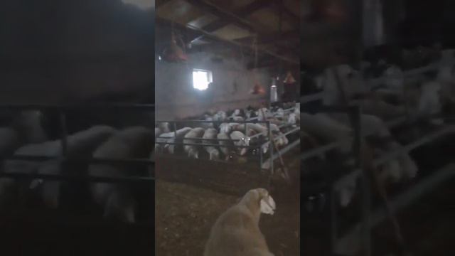 БАРАНЫ и ГУСИ хотят поесть / Sheep and Geese смотреть онлайн