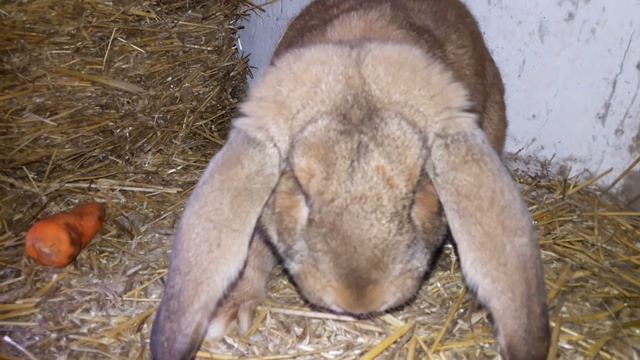 ПРИВЕЗЛА 🛤🚃КРОЛИКОВ🐇🐰 НА ПЛЕМЯ. В моём хоз.💘родственной связи не существует. смотреть онлайн