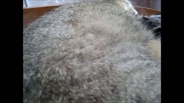 Кошка с пузожителями смотреть онлайн