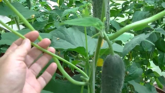 Огурцы Маша и Меренга от SEMINIS. Сравнение зеленцов. смотреть онлайн