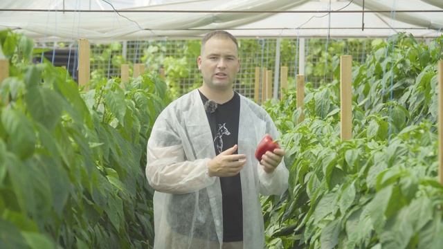 Перець Амарок F1. Відео, опис, відгуки смотреть онлайн