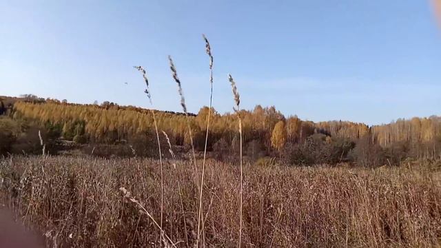 Всё как в СТРАШНЫХ ФИЛЬМАХ. Ушли в ЛЕС и НЕ ВЕРНУЛИСЬ уже 11 ДНЕЙ! Поиск потерявшихся людей... смотреть онлайн