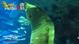 Deagostini АКУЛЫ и КО МАКСИ ЗЕЛЕНАЯ МУРЕНА Деагостини распаковка Liska Show