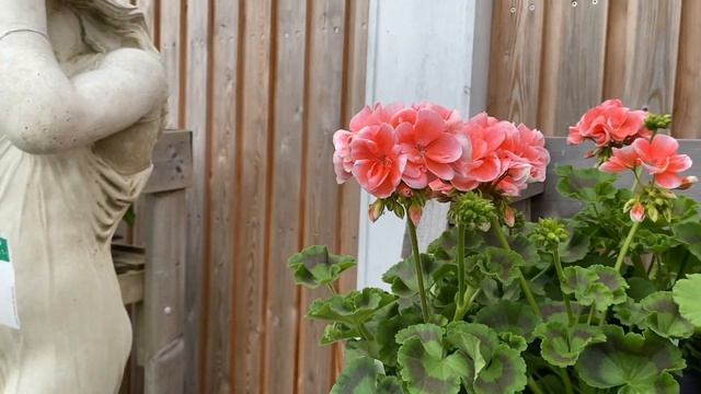 ПЕЛАРГОНИЯ Sunrise! ОБЗОР Сортов. Pelargonium Sunrise London ?????? смотреть онлайн