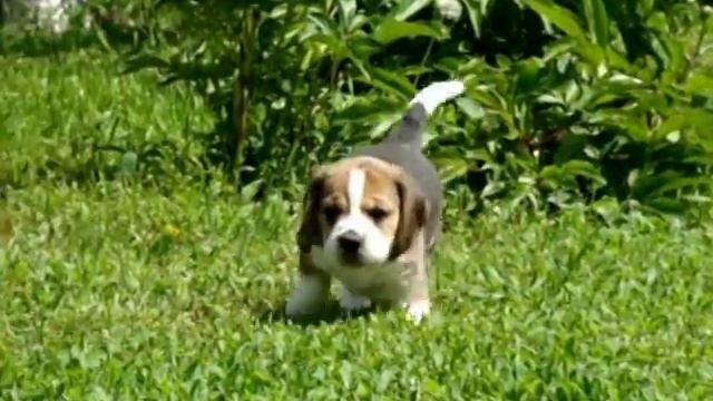 Щенки бигля из "DARLING JOY". Помет "F" (1 месяц) смотреть онлайн