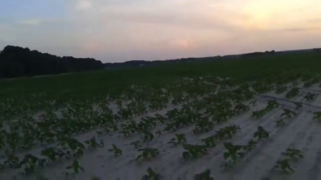 Закат на поле смотреть онлайн