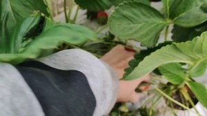 Собираем ягоду. Флорида бьюти.