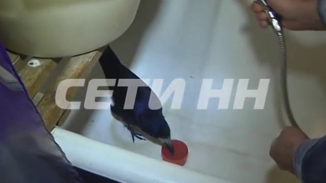 Жизни на воле грач предпочел домашние щи и горячую ванну смотреть онлайн