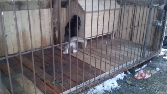 Чем я кормлю хаски смотреть онлайн