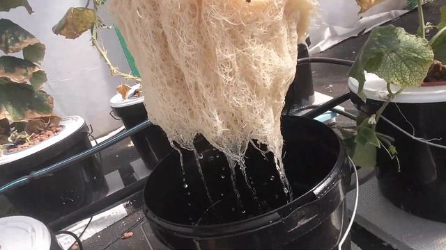 Какие Большие вырастают корни на гидропонике смотреть онлайн