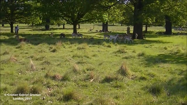 Richmond Park - Old Deer Park, London, United Kingdom. смотреть онлайн