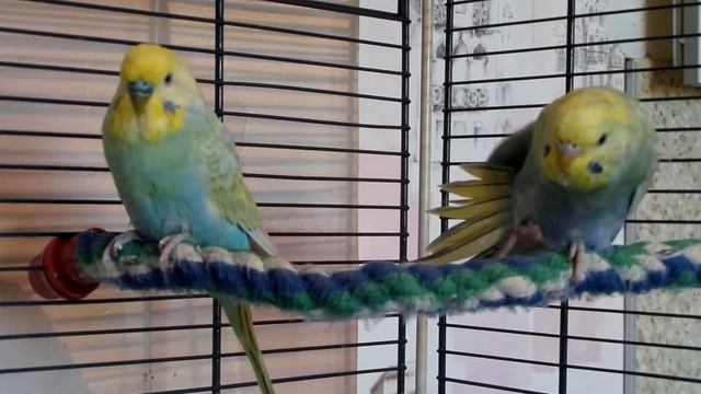 Радужные волнистые попугайчики смотреть онлайн