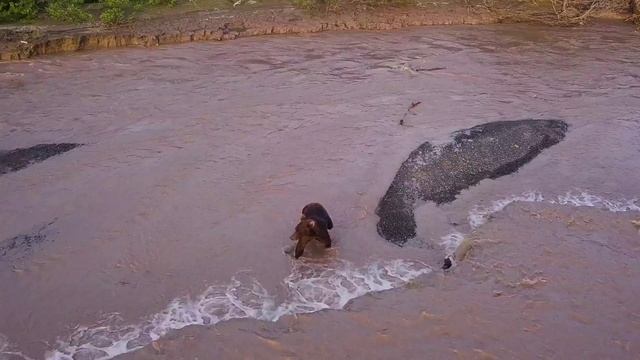 Камчатка 2018. Медведь ловит рыбу. смотреть онлайн