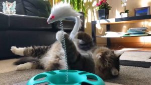 Породы кошек. Развивающее видео для детей о кошках