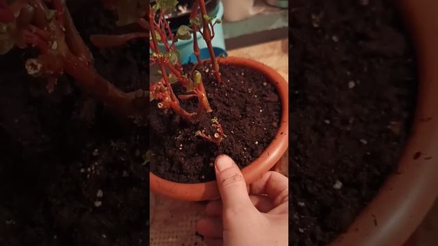 Ирезине. Результат черенкования ( 2-ая часть). Пересадка в грунт. смотреть онлайн